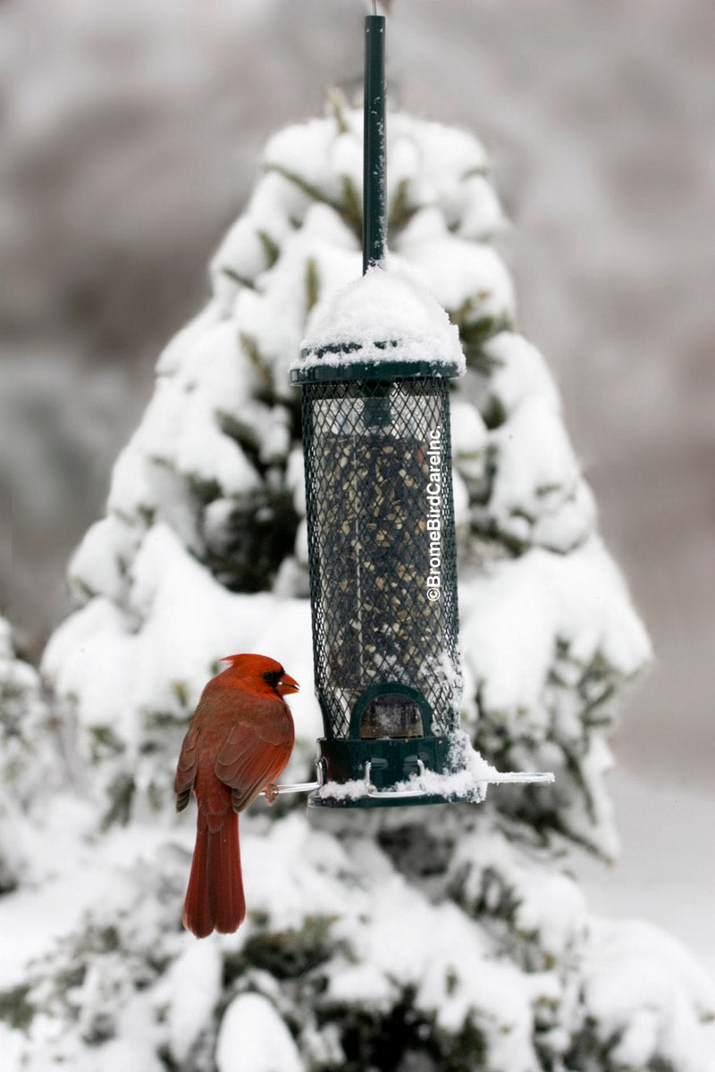 Brome Squirrel Buster Mini Squirrel-proof Bird Feeder - Birds Choice