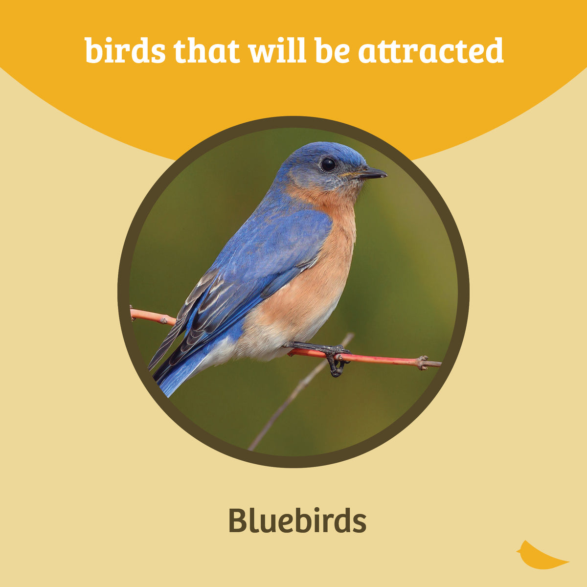 Bluebird Feeder Flower Shape for Mealworms and Dried Fruit - Birds Choice