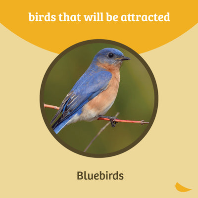 Bluebird Feeder Flower Shape for Mealworms and Dried Fruit