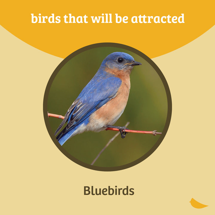 Bluebird Feeder Single Cup for Mealworms and Dried Fruit - Birds Choice