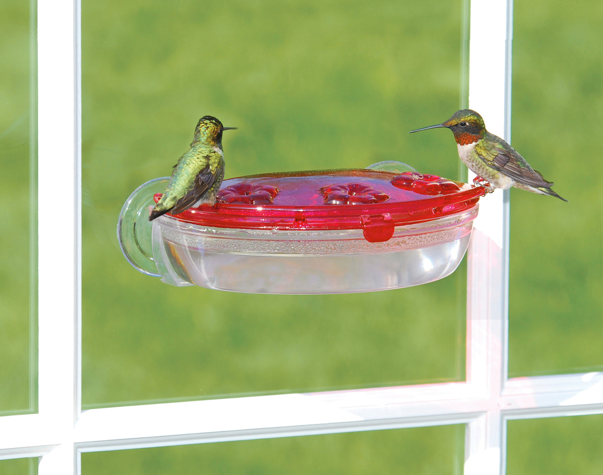 Aspects Jewel Box Window Hummingbird Feeder - Birds Choice