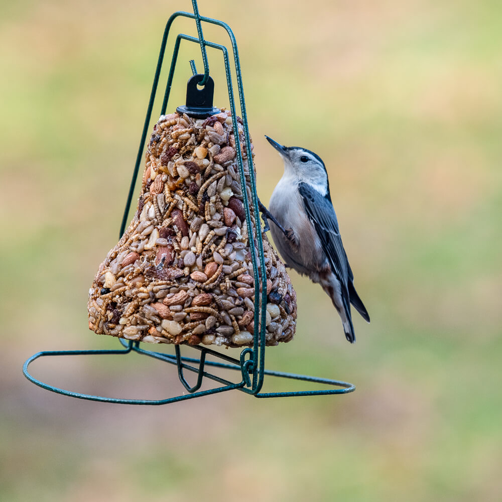 Bird seed bells discount