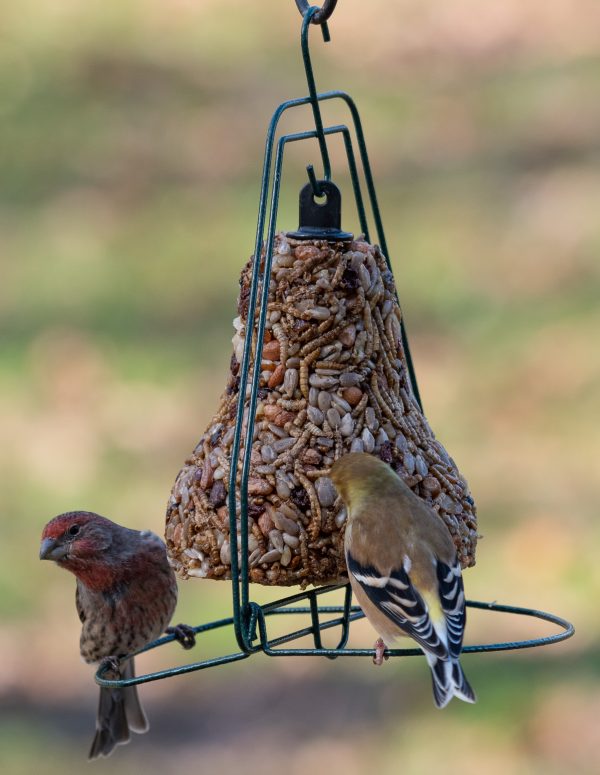 Mr. Bird Seed Bell Hanger - Birds Choice
