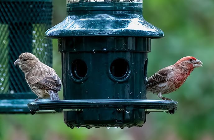 Brome Squirrel Buster Plus Squirrel-proof Bird Feeder w/Cardinal Ring - Birds Choice