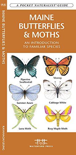Maine Butterflies &amp; Moths Pocket Guide - Birds Choice