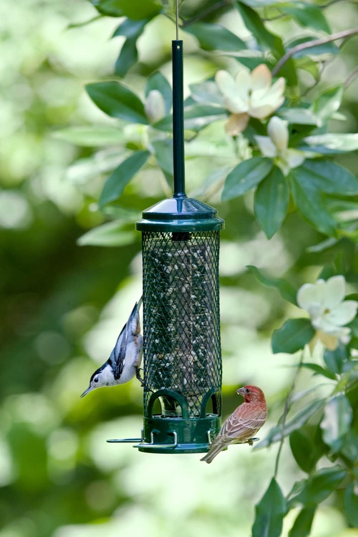 Brome Squirrel Buster Mini Squirrel-proof Bird Feeder - Birds Choice