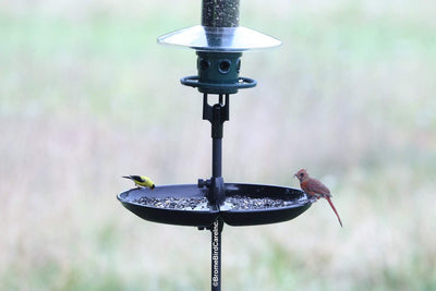 Brome Seed Catcher Tray (Seed Buster) for Wild Bird Feeders