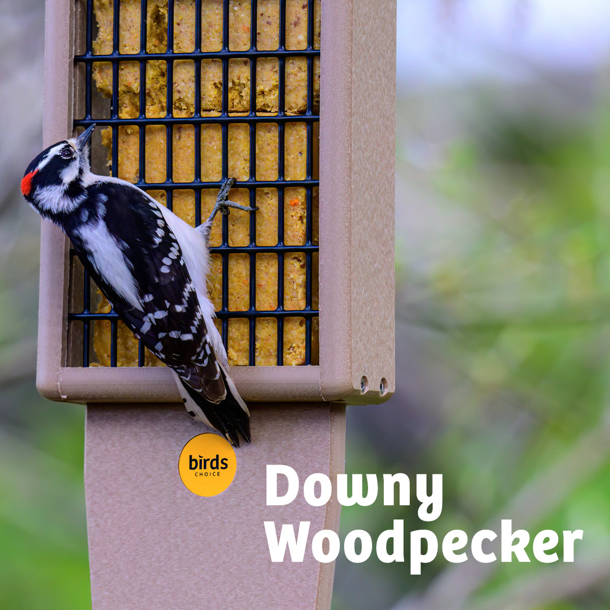 Suet Feeder with Tail Prop for Two Cakes in Taupe and Brown Recycled Plastic