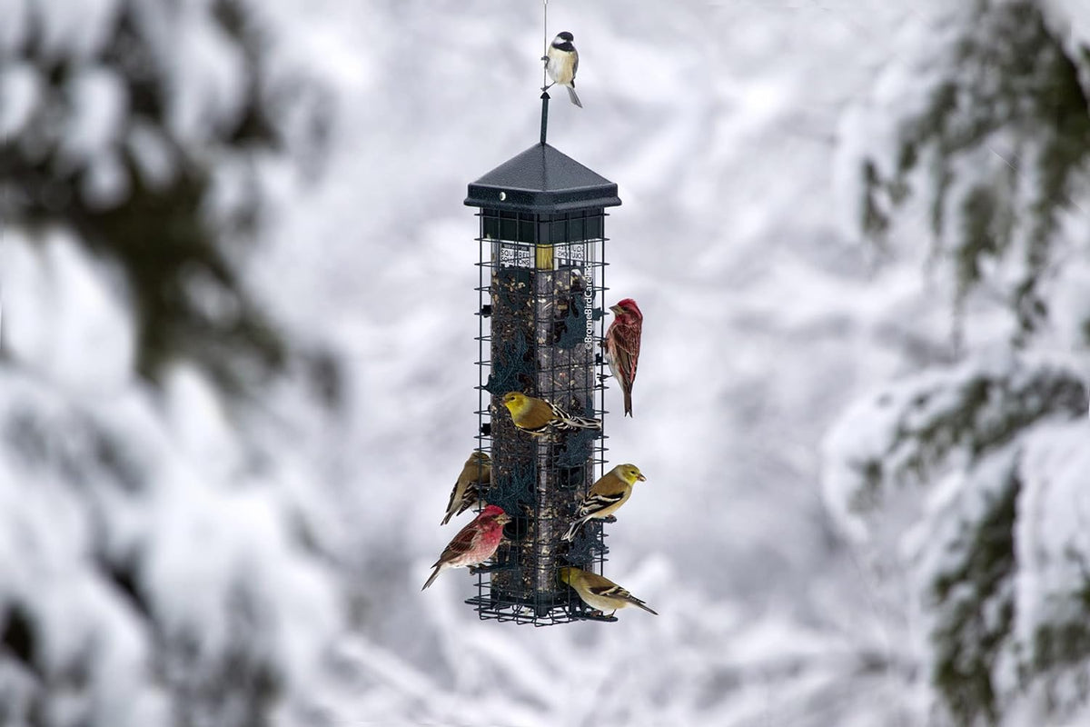 Brome Squirrel Solution 200 Squirrel Proof Feeder - Birds Choice
