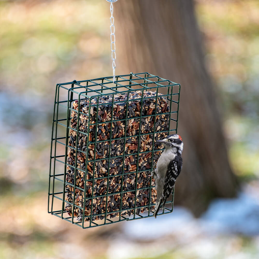 Mr. Bird Woodpecker Feast Cake - Large - Birds Choice