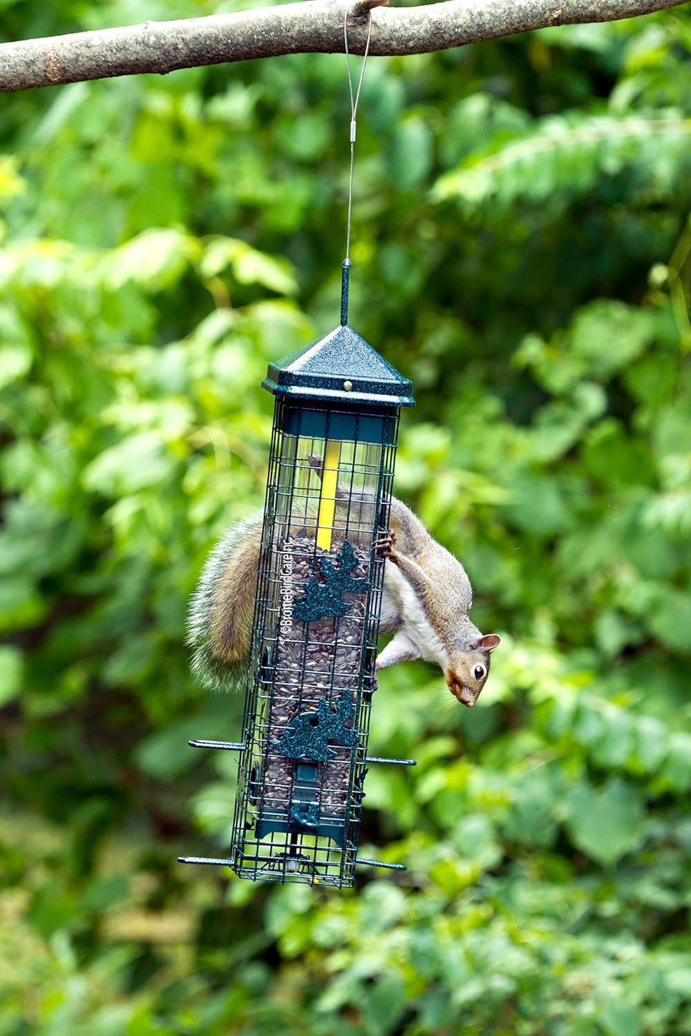 Brome Squirrel Solution 200 Squirrel Proof Feeder - Birds Choice