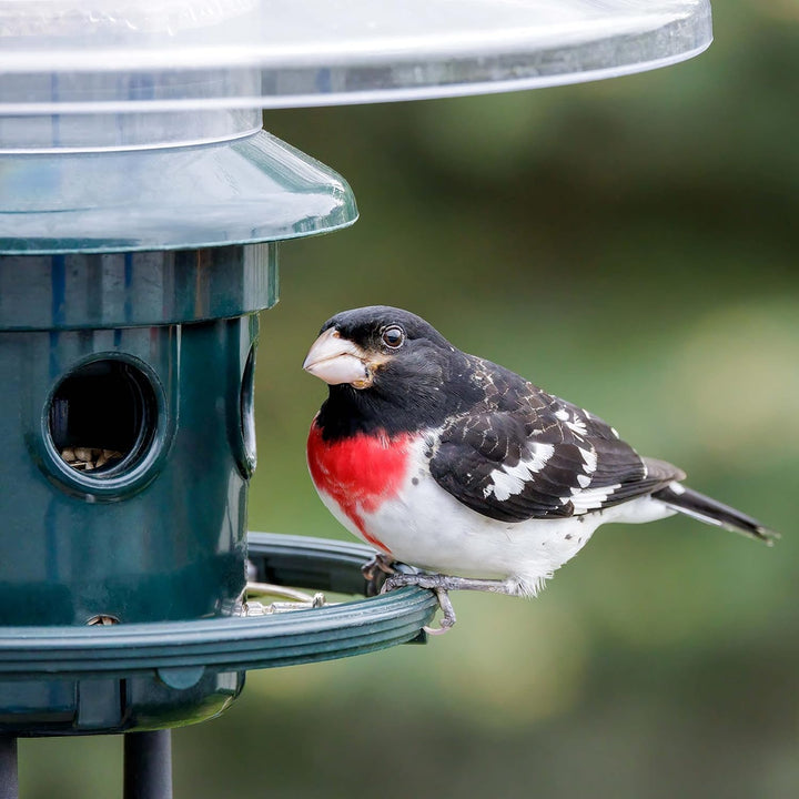 Brome Squirrel Buster Plus Squirrel-proof Bird Feeder w/Cardinal Ring - Birds Choice