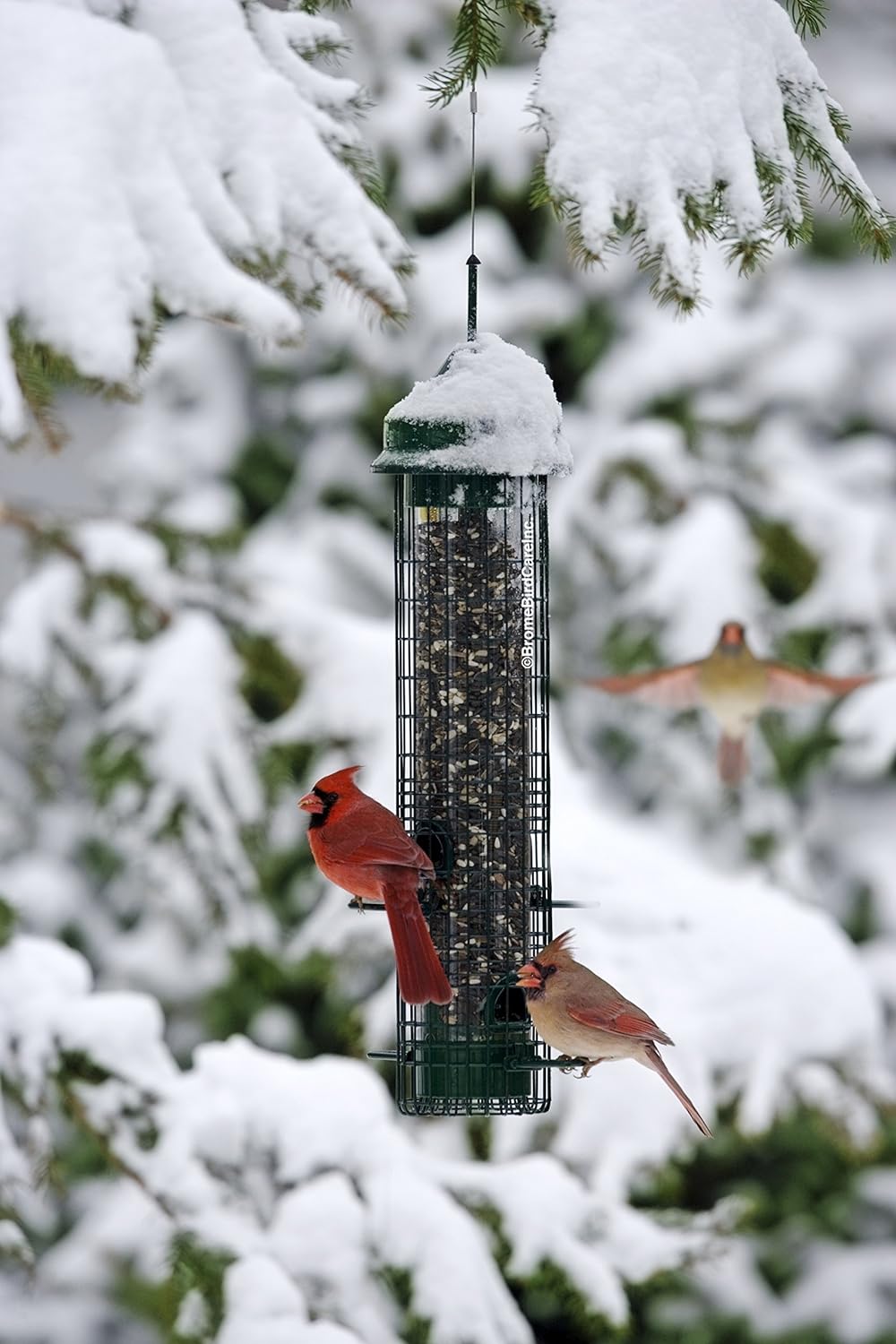 Brome Squirrel Buster Classic Squirrel-proof Bird Feeder - Birds Choice