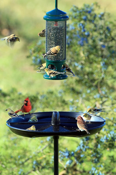 Brome Seed Catcher Tray (Seed Buster) for Wild Bird Feeders