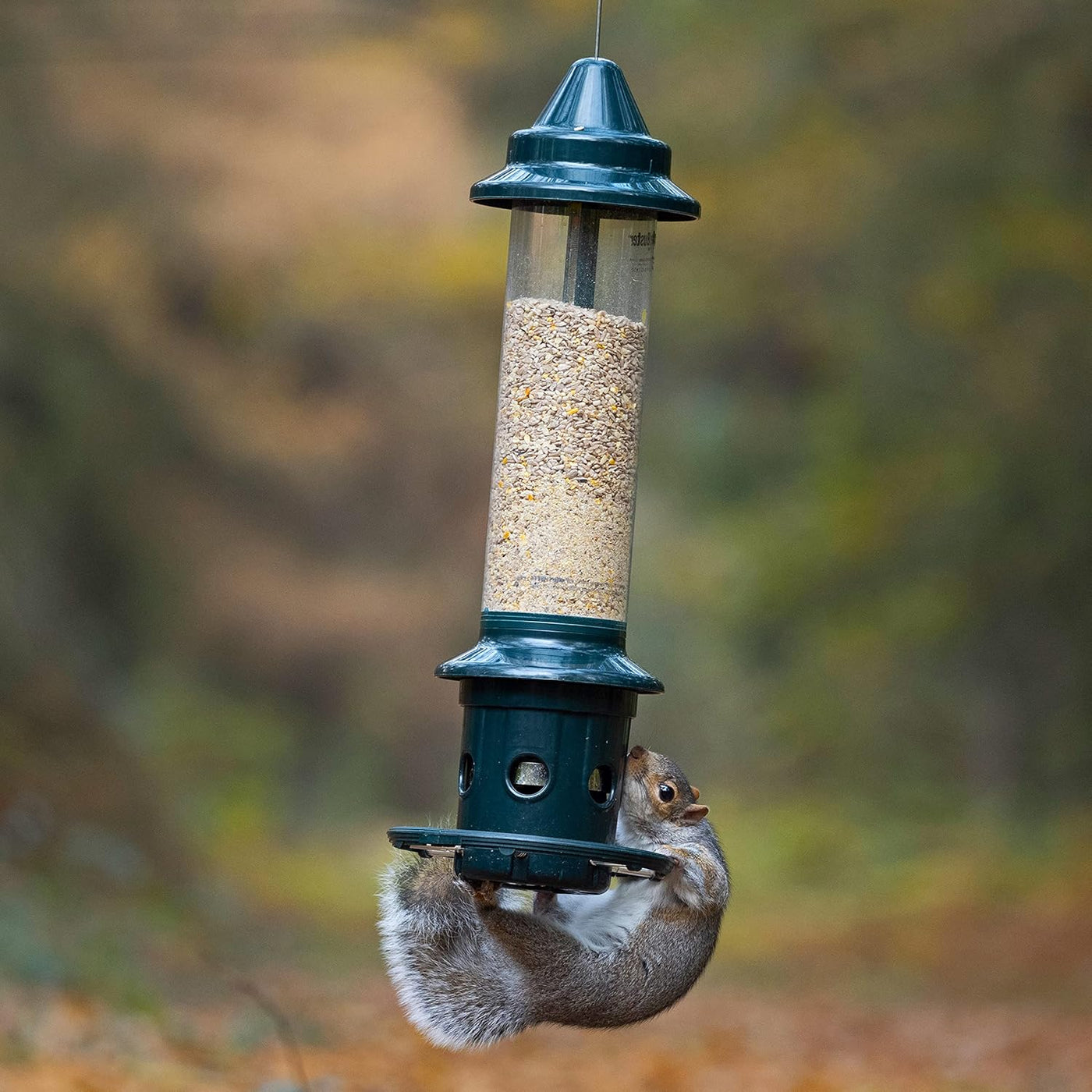 Brome Squirrel Buster Plus Squirrel-proof Bird Feeder w/Cardinal Ring