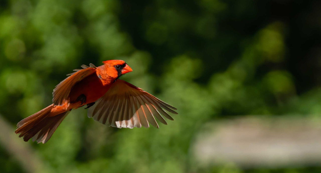 Backyard birding