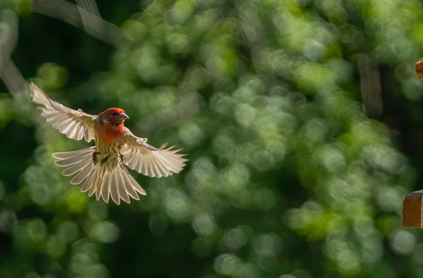 Backyard birding