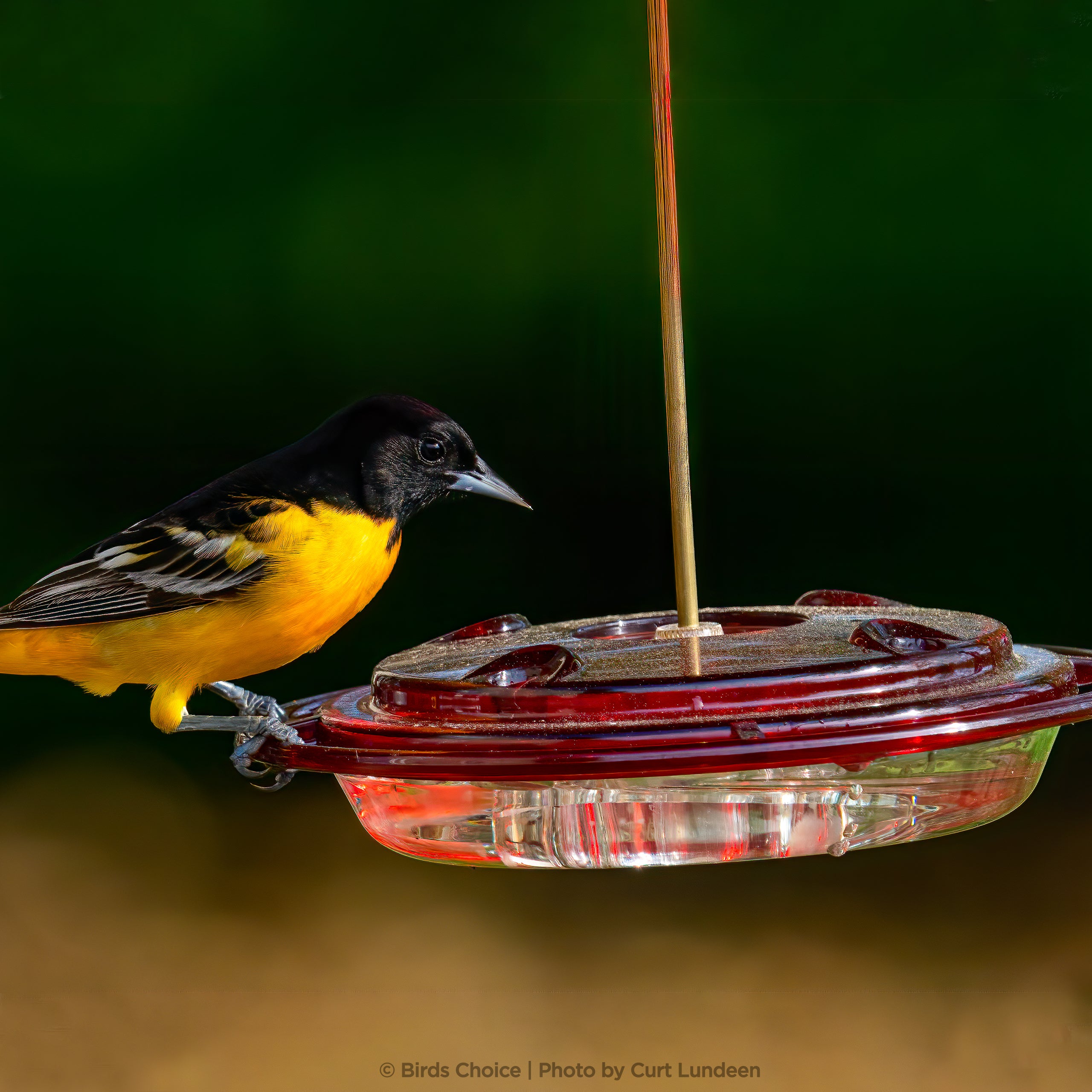 Backyard birding