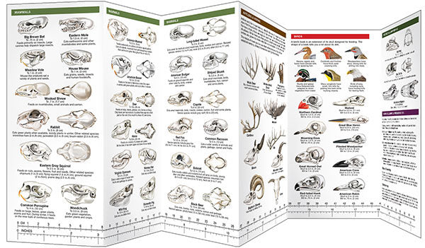 Animal Skulls &amp; Bones, Laminated Pocket Guide - Birds Choice