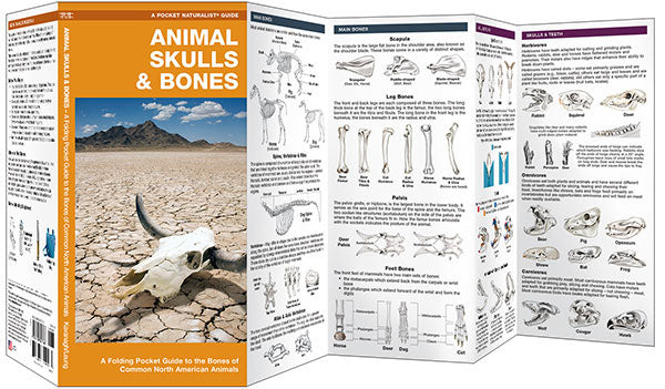 Animal Skulls &amp; Bones, Laminated Pocket Guide - Birds Choice