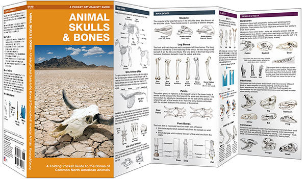 Animal Skulls & Bones, Laminated Pocket Guide