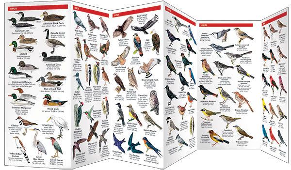 Appalachian Scenic Trail Wildlife, Waterproof Pocket Guide - Birds Choice