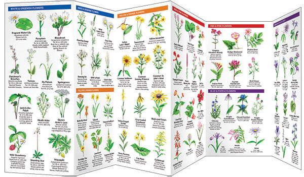 Arkansas Trees &amp; Wildflowers Pocket Guide - Birds Choice