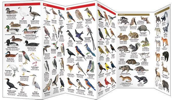 Arkansas Wildlife Pocket Guide