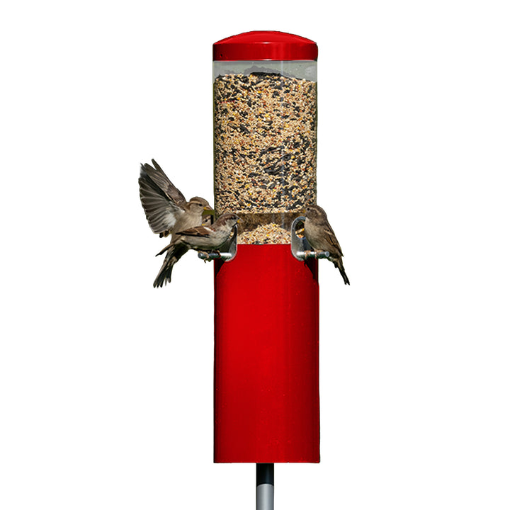 Squirrel Proof Classic Bird Feeder with Pole and Squirrel Baffle - Birds Choice