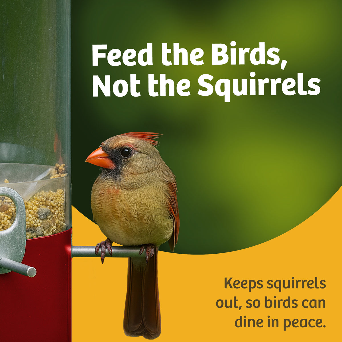 Squirrel Proof Classic Bird Feeder with Pole and Squirrel Baffle - Birds Choice