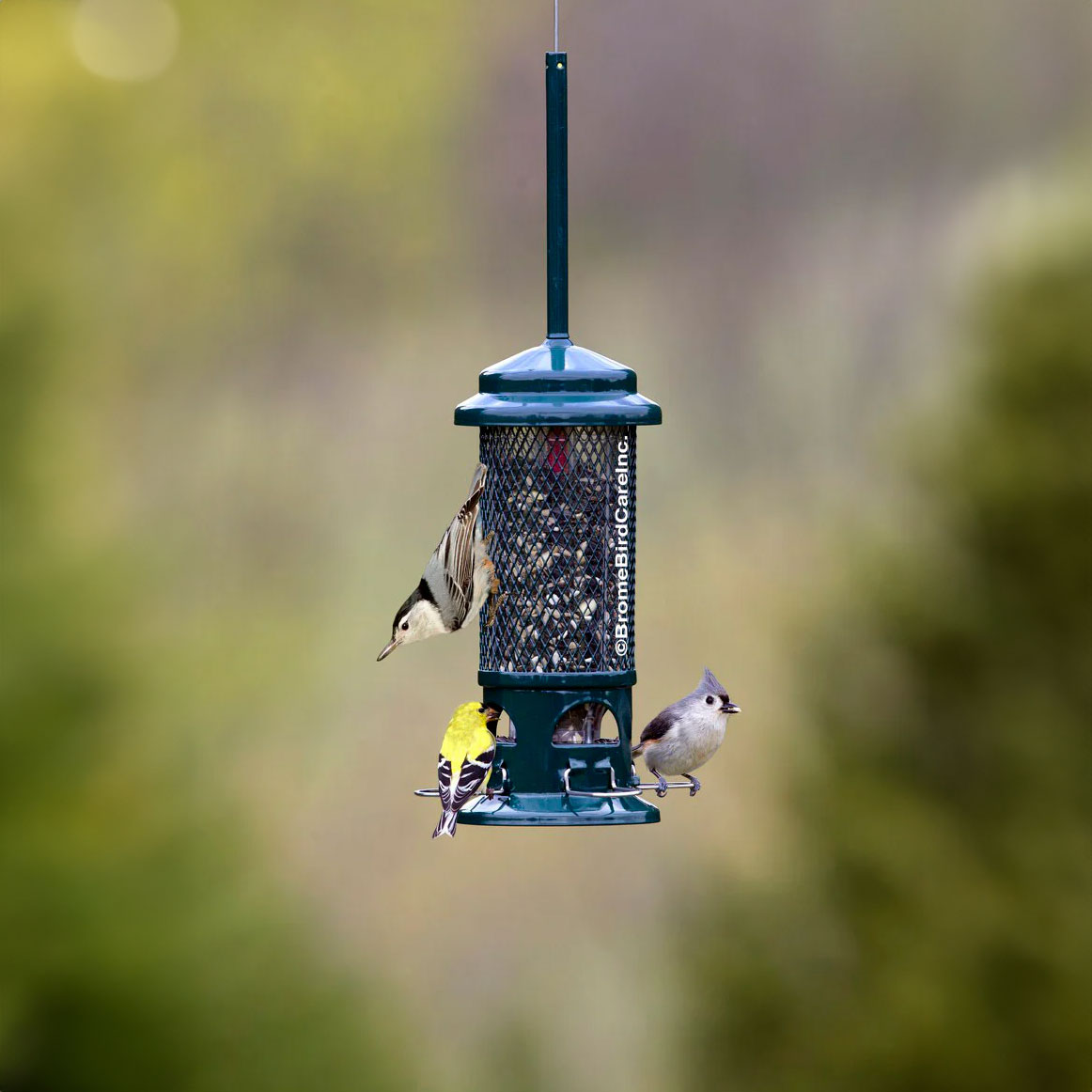 Brome Squirrel Buster Standard Squirrel-proof Bird Feeder - Birds Choice