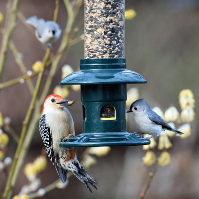 Brome Squirrel Buster Evolution Squirrel-Proof Bird Feeder - Birds Choice