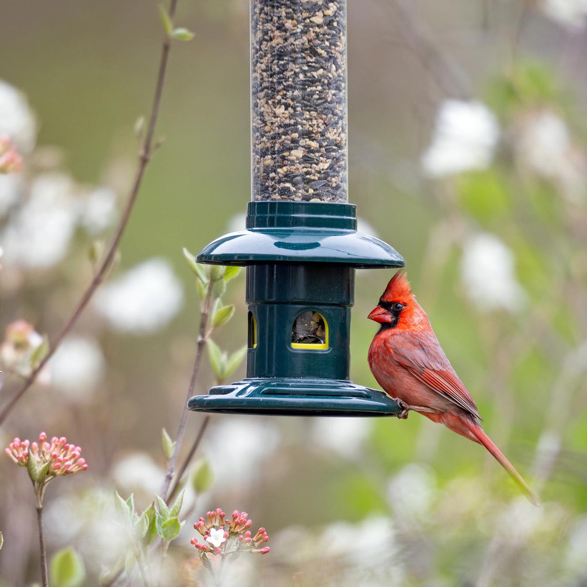 Brome Squirrel Buster Evolution Squirrel-Proof Bird Feeder - Birds Choice