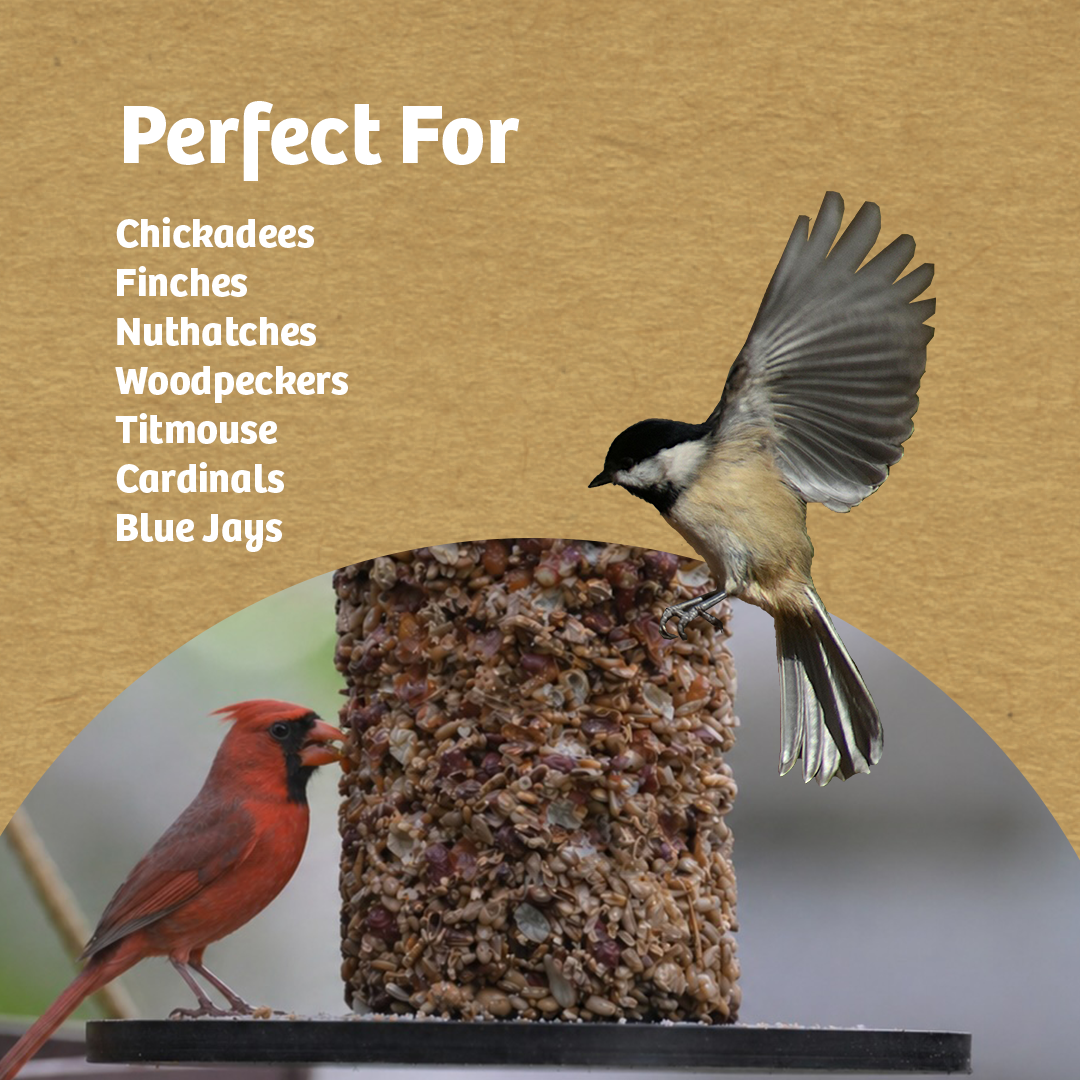 Recycled Plastic Seed Cylinder Feeder - Birds Choice