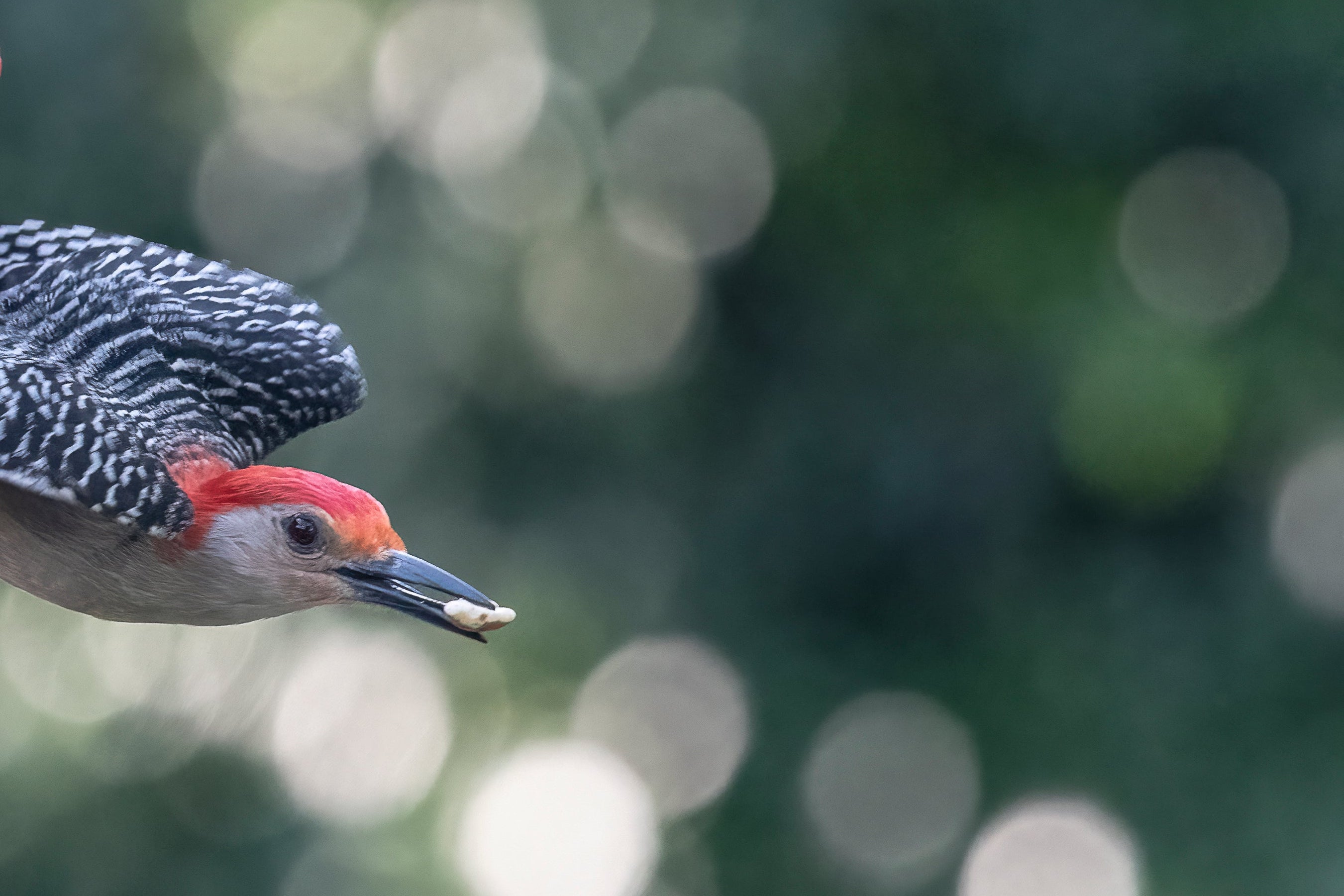 Backyard birding