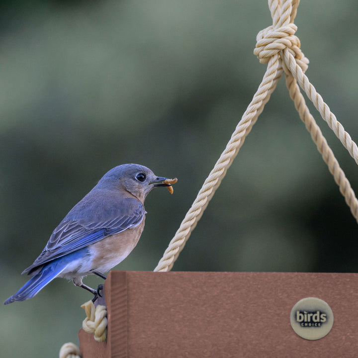 Small Hanging Platform Bird Feeder in Cinnamon Recycled Plastic - Birds Choice