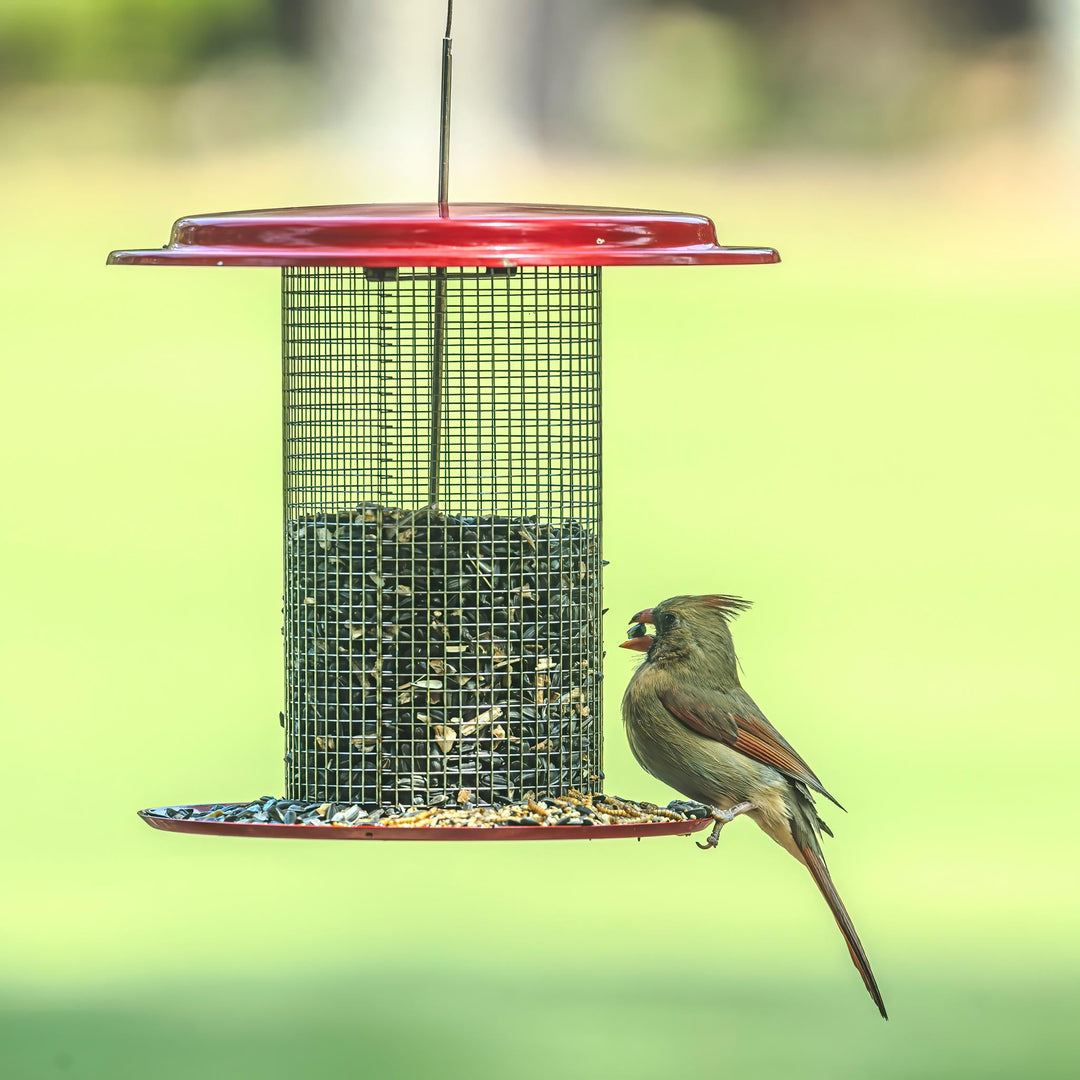 Sunflower Seed Bird Feeder in Red - Birds Choice