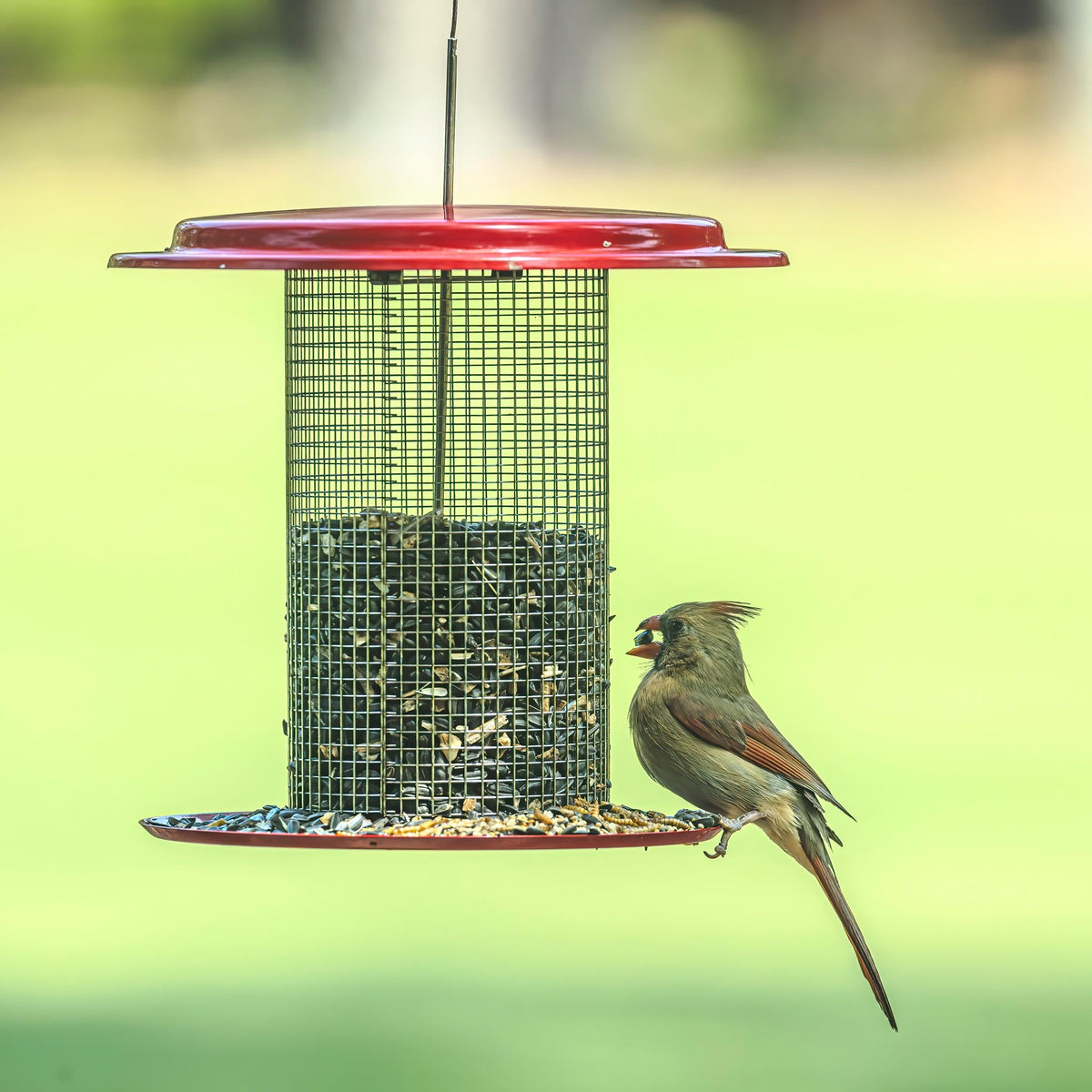 Sunflower Seed Bird Feeder in Red - Birds Choice