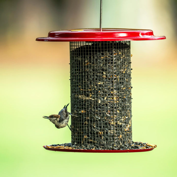 Sunflower Seed Bird Feeder in Red - Birds Choice