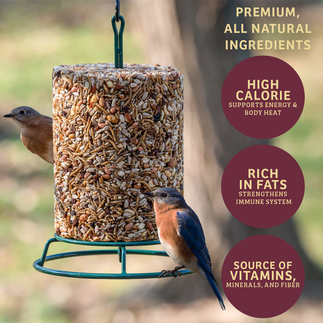 Bugs &amp; Nuts Seed Cylinder - Large - Birds Choice