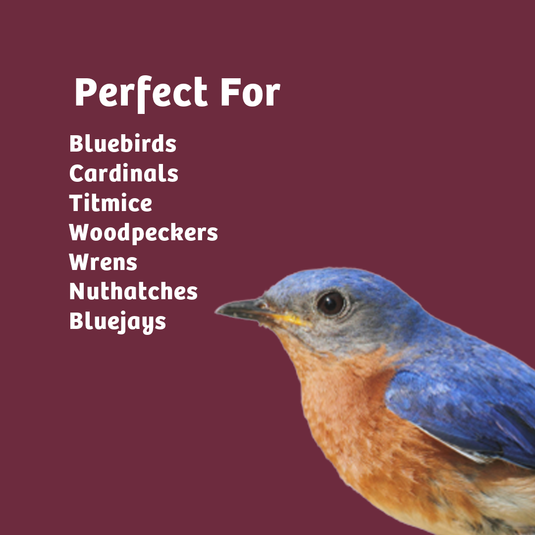 Bugs &amp; Nuts Seed Cylinder - Small - Birds Choice