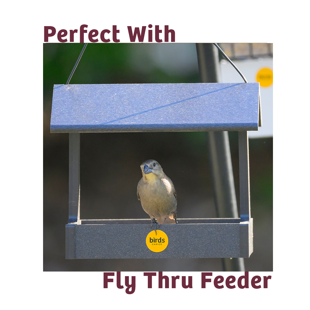 Bugs &amp; Nuts No Melt Suet - 12 Pack - Birds Choice