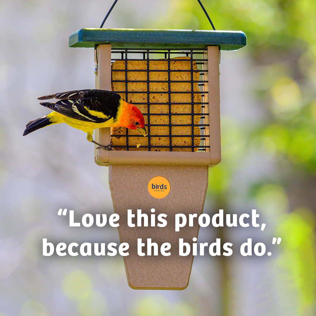 Bugs &amp; Nuts No Melt Suet - 12 Pack - Birds Choice