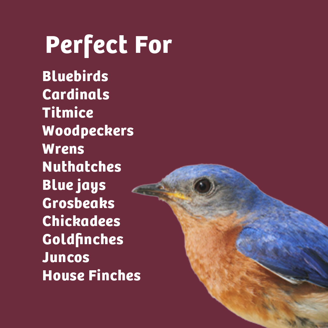 Bugs &amp; Nuts No Melt Suet - 12 Pack - Birds Choice