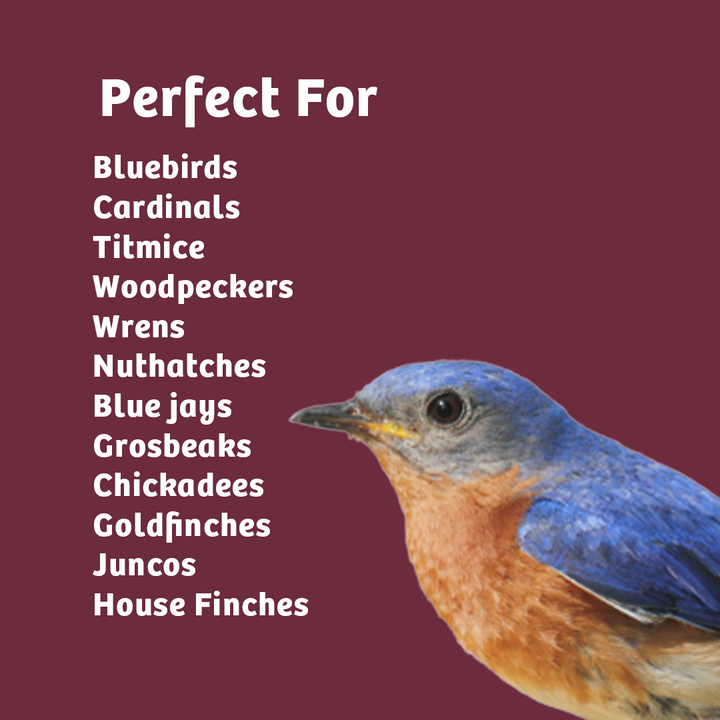 Bugs &amp; Nuts No Melt Suet - 12 Pack - Birds Choice