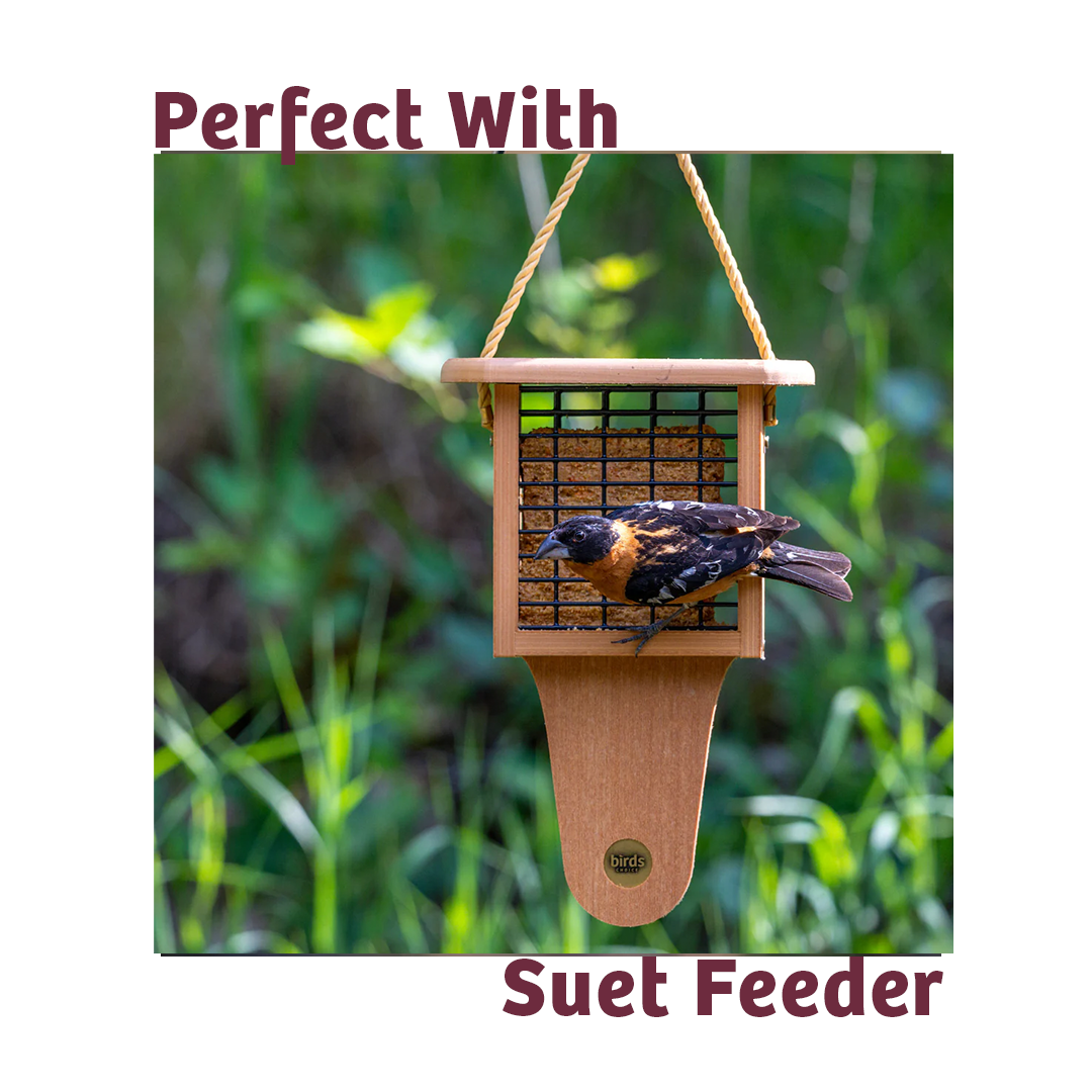 Bugs &amp; Nuts No Melt Suet - 12 Pack - Birds Choice