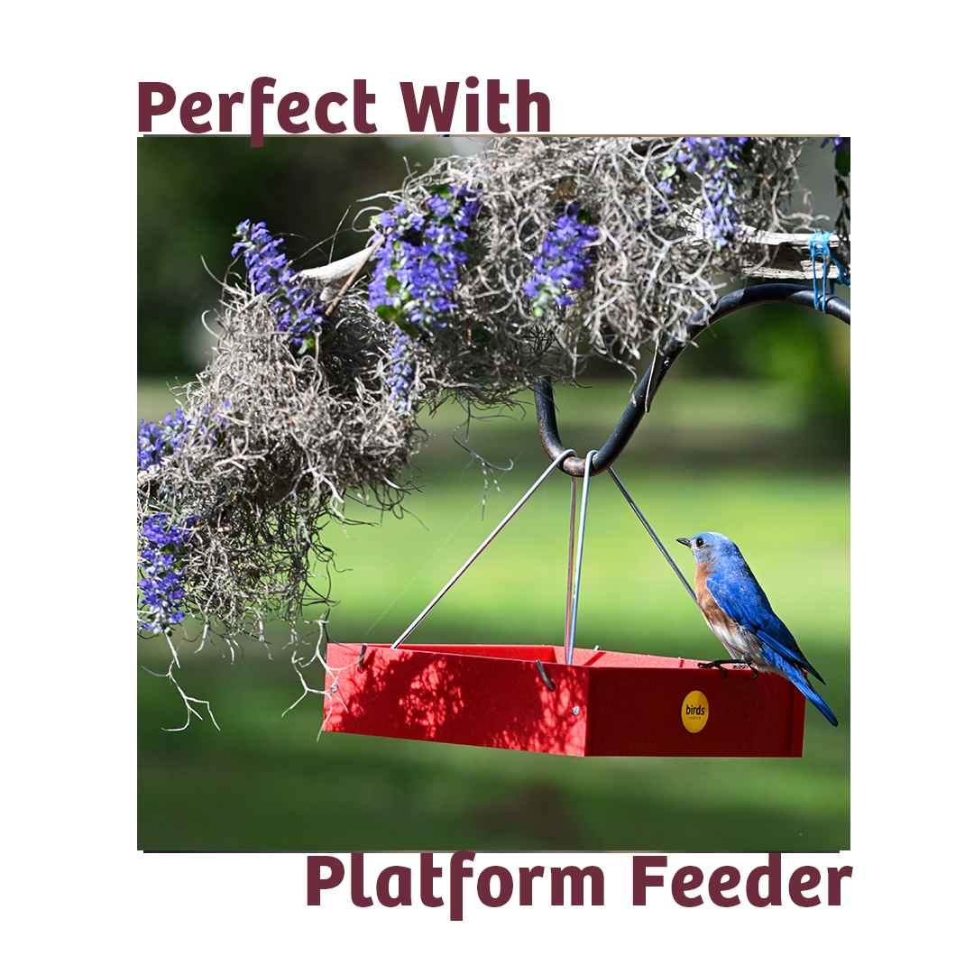 Bugs &amp; Nuts No Melt Suet - Birds Choice
