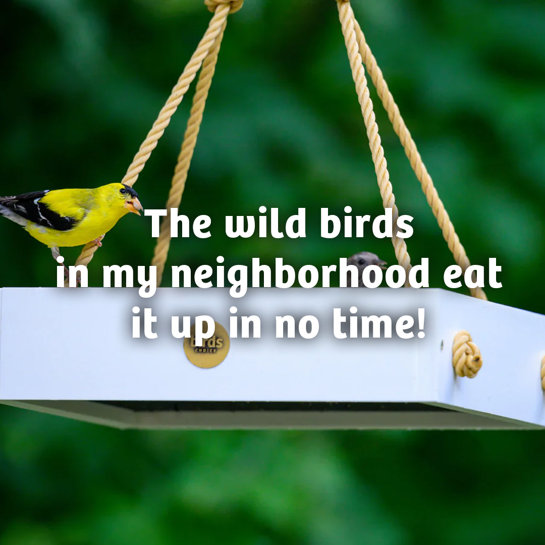 Black Oil Sunflower Wild Bird Food - 25 lbs. - Birds Choice