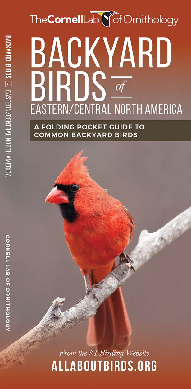 Backyard Birds Of Eastern/Central North America