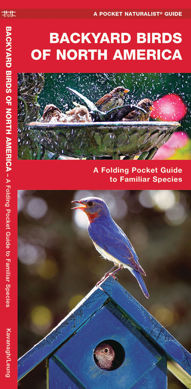 Backyard Birds Of North America - Birds Choice
